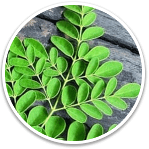 Alpilean Drumstick Tea Leaf